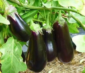 Тиквички, патладжани, тикви.