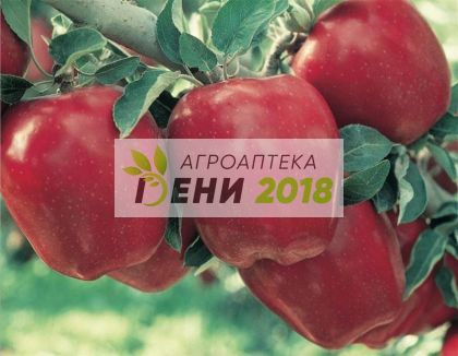 Амино  Ка - 1л