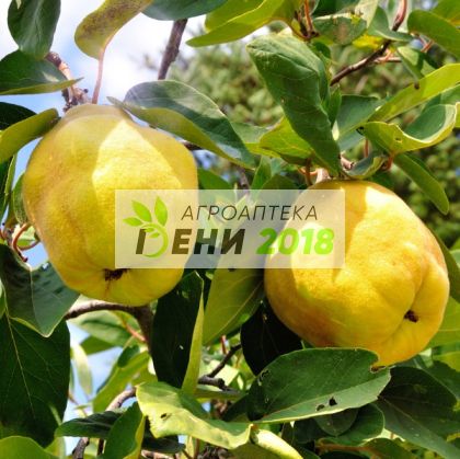 Капетан 80 ВГ - 500 г