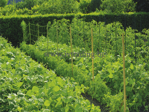 Мрежа за краставици - 1.70 - 5м